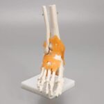 3b20a3b97ff8aa1cd8c32437623fd1ef