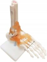 9a195e60af46afbb263f0dd104c30286