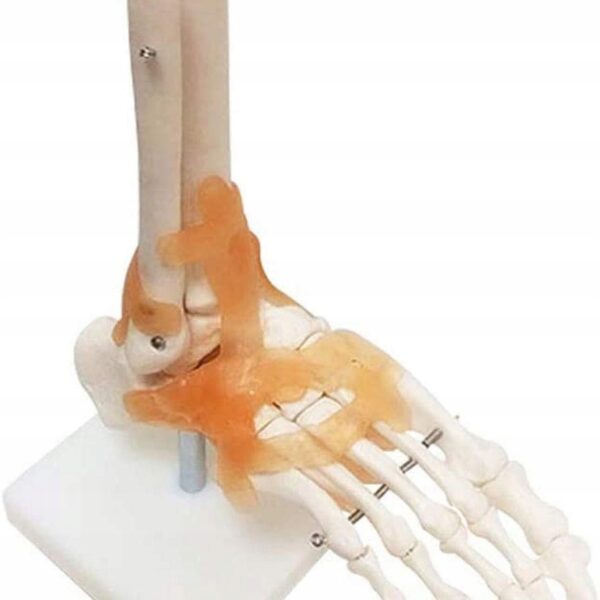 9a195e60af46afbb263f0dd104c30286