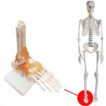 a60b51403ccd7ef9d045a31a5a80b7fc